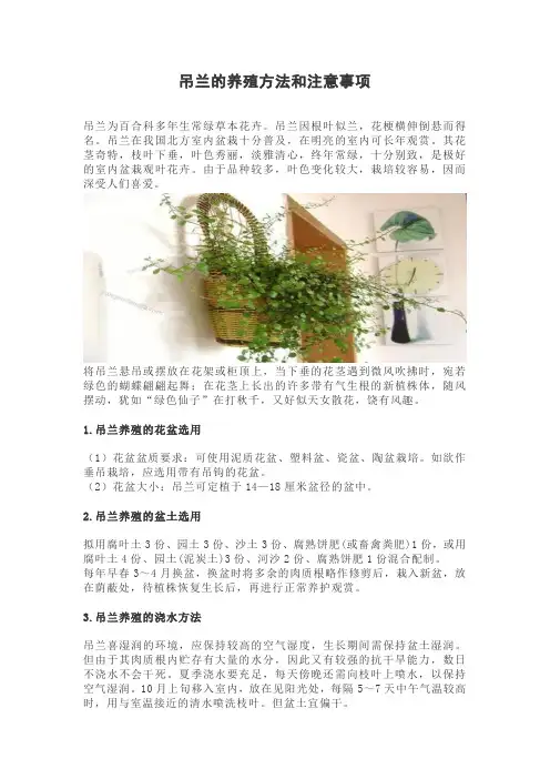 吊兰的养殖方法和注意事项