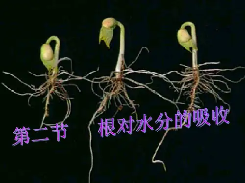 根对水分的吸收PPT精品课件