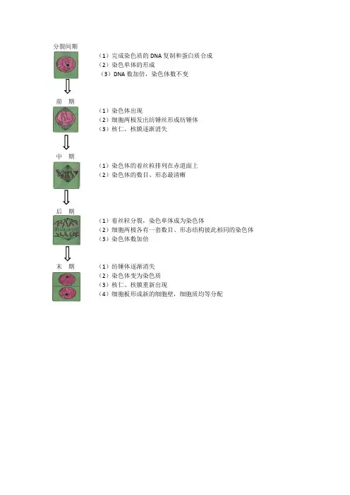 植物细胞有丝分裂过程