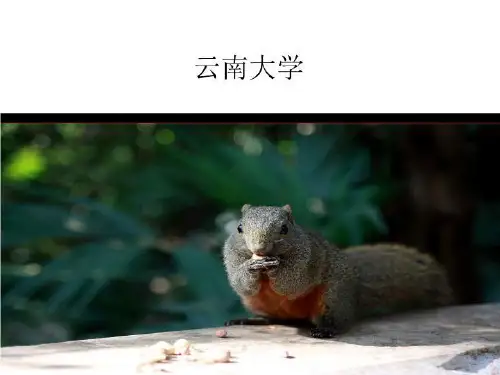 银杏叶也精彩-课件·PPT