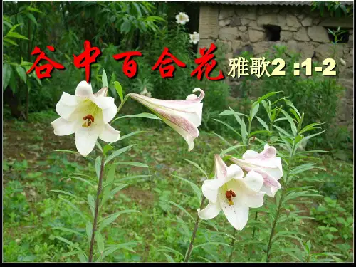 谷中百合