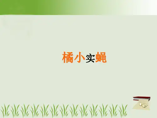 橘小食蝇