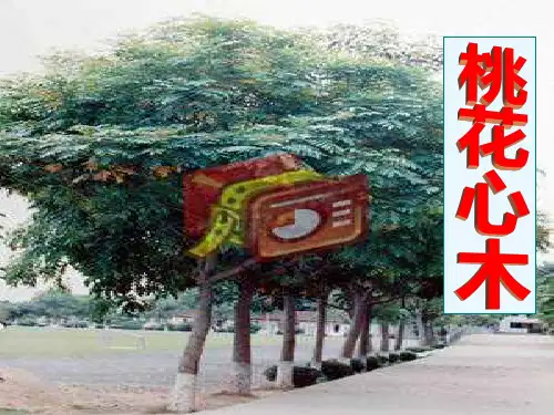 人教版小学六年级下册语文桃花心木教学PPT课件 公开课一等奖课件PPT