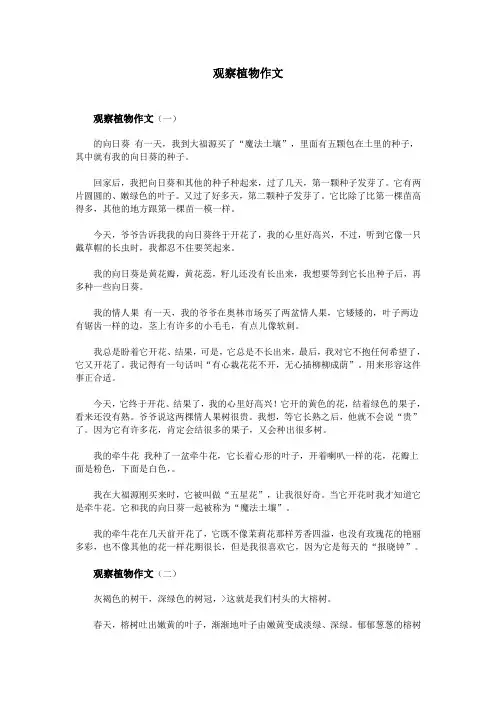 观察植物作文
