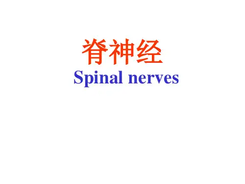 神经解剖学 脊神经