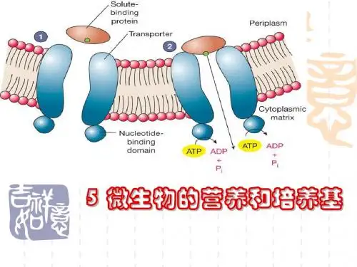 微生物的营养和培养基