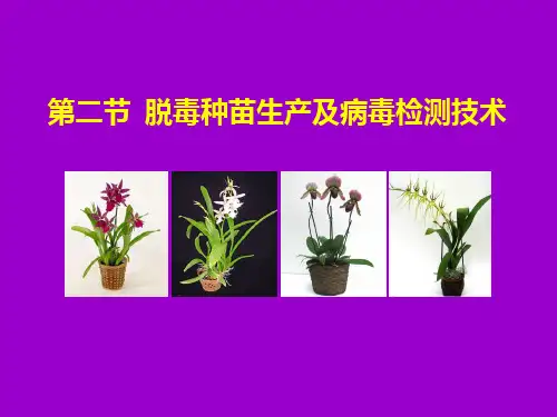 第四章 植物器官培养(2)