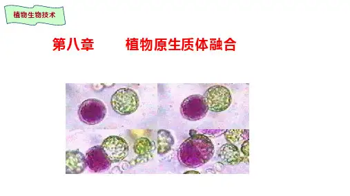 植物生物技术-第八章原生质体融合