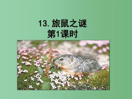 八年级语文下册 13《旅鼠之谜》课件 新人教版