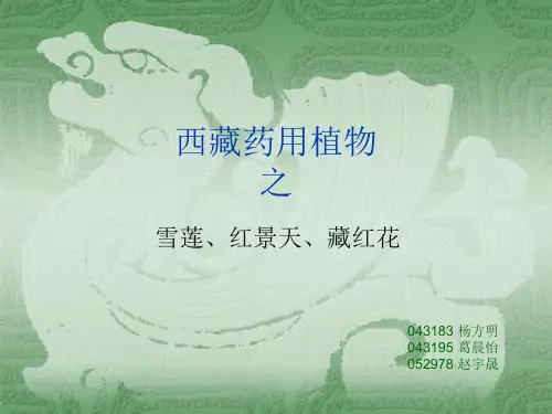 藏红花