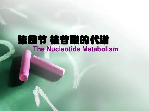 第四节 核苷酸的代谢详解