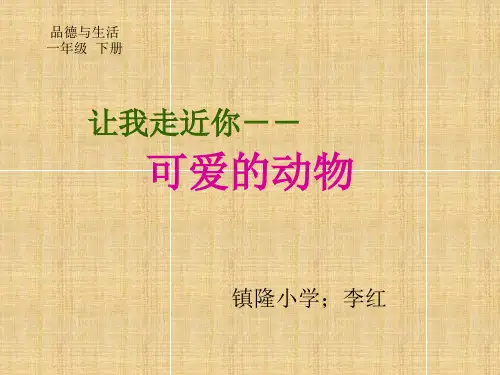 可爱的动物