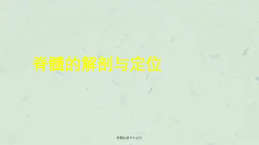脊髓的解剖与定位课件