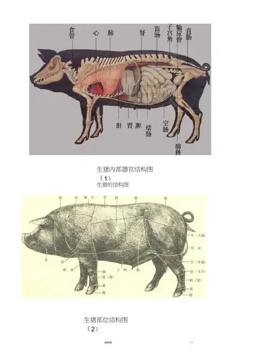 猪各部位详细结构图