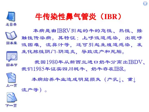 牛传染性鼻气管炎
