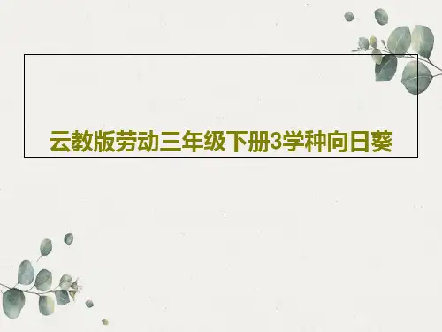 云教版劳动三年级下册3学种向日葵共31页
