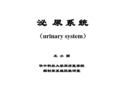 组织学与胚胎学 10泌尿系统