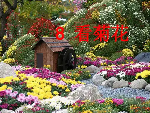 [一年级语文]苏教版国标本一年级上册《8、看菊花》课件