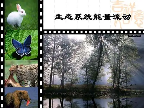 生态系统能量流动专题. 5