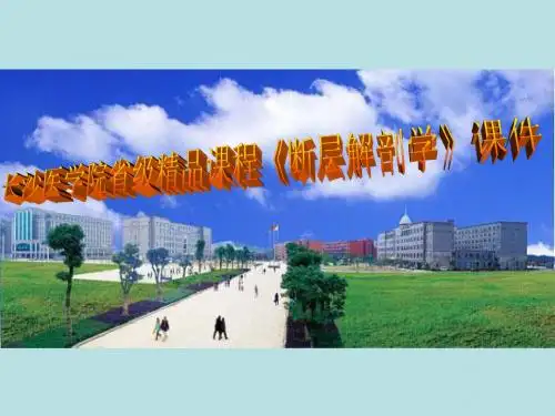 局部解剖学