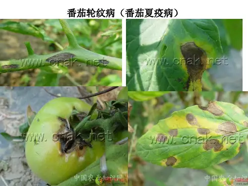 番茄轮纹病与番茄晚疫病