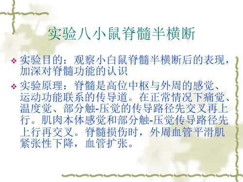 实验八小鼠脊髓半横断
