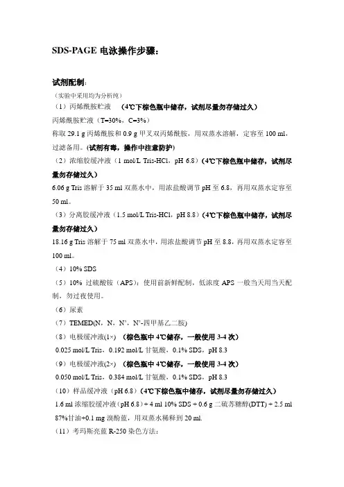 蛋白质电泳操作步骤