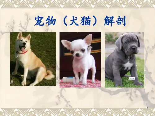 宠物解剖ppt课件