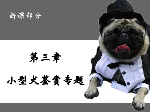 京巴、西施犬鉴赏