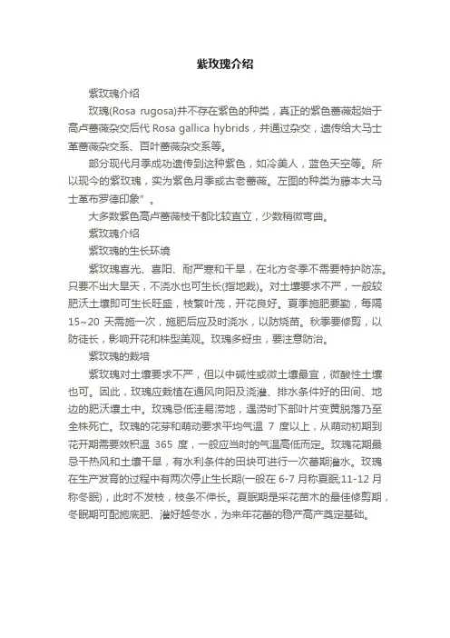 紫玫瑰介绍
