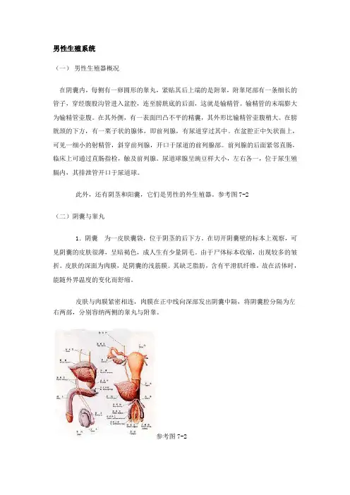 男性生殖系统
