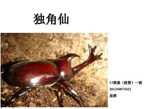 独角仙介绍