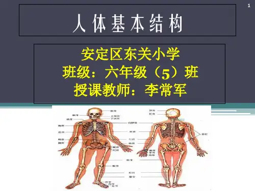 人体基本结构PPT课件
