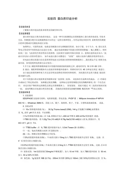 蛋白质印迹分析-WesternBlotanalysis