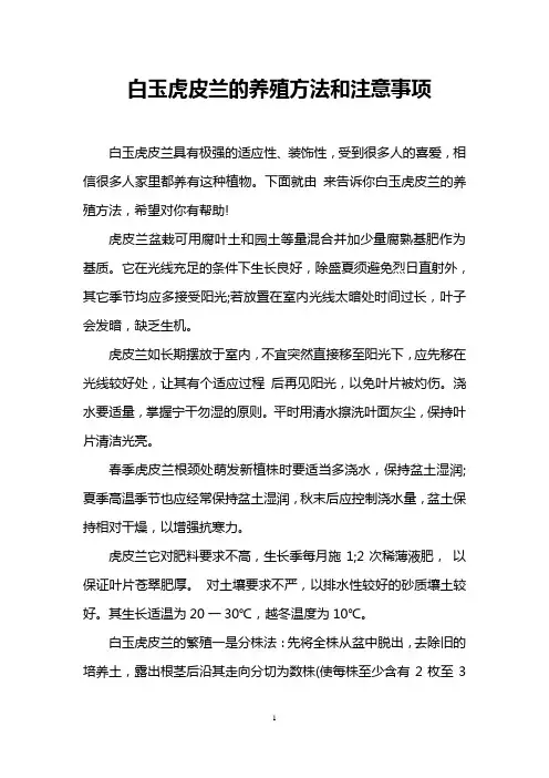 白玉虎皮兰的养殖方法和注意事项