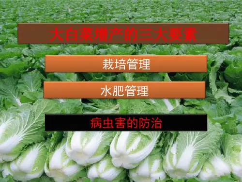 大白菜病虫害防治
