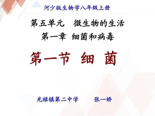 细菌说课课件真