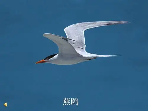 鸟类研讨