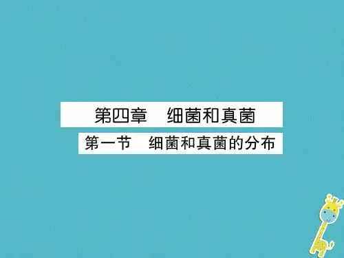 八年级生物上册5.4.1细菌和真菌的分布作业课件新版新人教版
