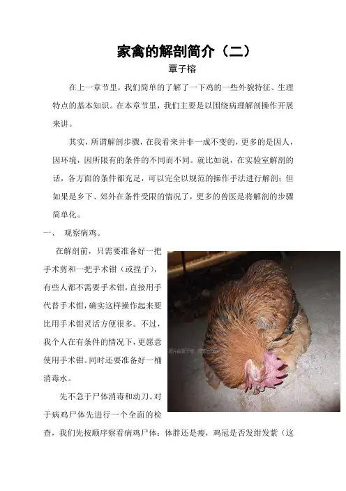 家禽的解剖简介二
