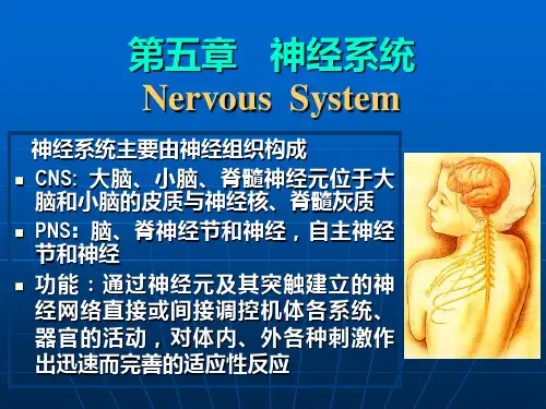 神经系统主要由神经组织构成