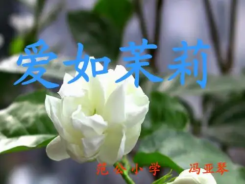 16爱如茉莉[1]