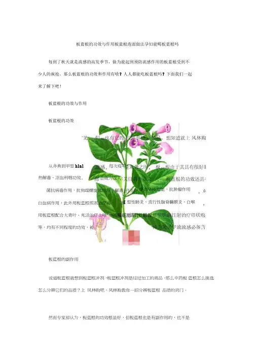 板蓝根的功效与作用