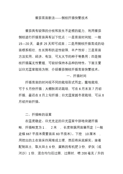 番茄育苗新法侧枝扦插快繁技术