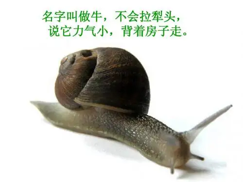 陆地生活的动物