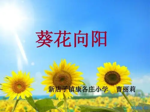 葵花向阳课件及说课教案