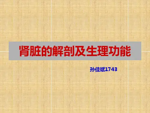 肾脏的解剖和生理学知识最新PPT课件