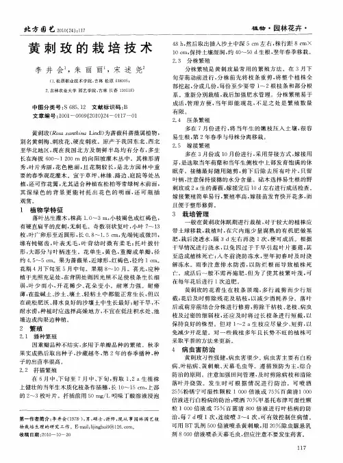 黄刺玫的栽培技术