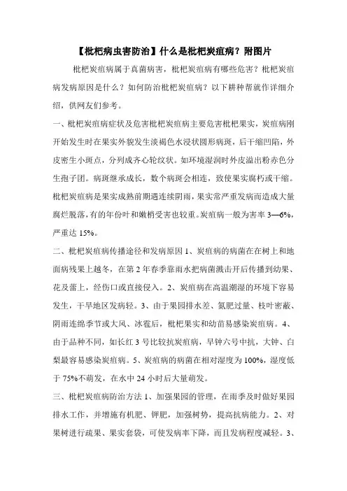 【枇杷病虫害防治】什么是枇杷炭疽病？附图片