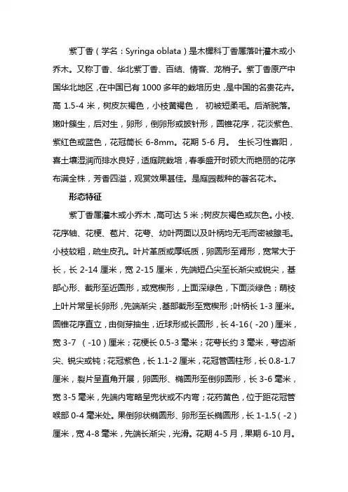 紫丁香资料大全